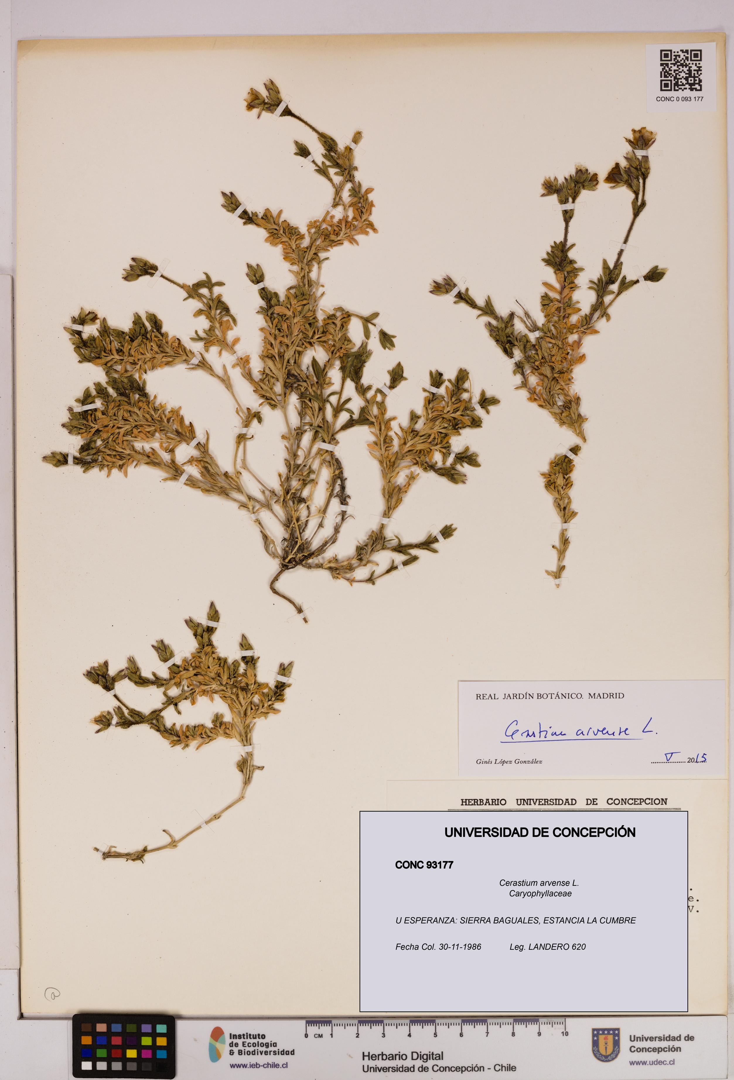 Cerastium arvense [Espécimen: UDEC:CONC:0093177]