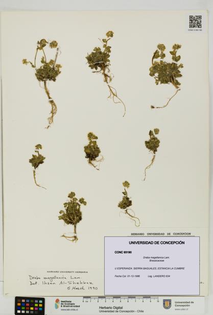 Draba magellanica [Espécimen: UDEC:CONC:0093190]