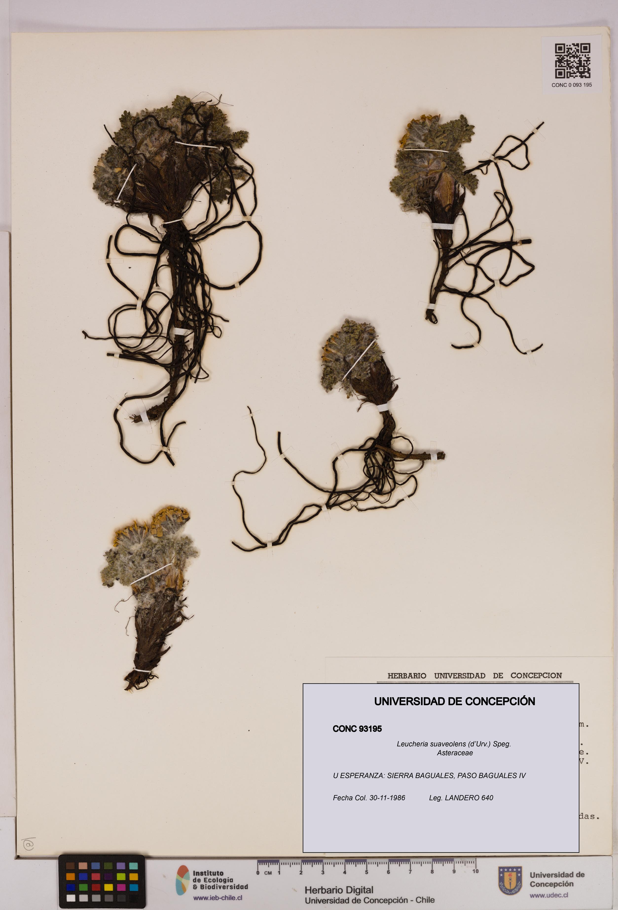 Leucheria suaveolens [Espécimen: UDEC:CONC:0093195]