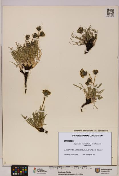 Hypochaeris incana [Espécimen: UDEC:CONC:0093212]