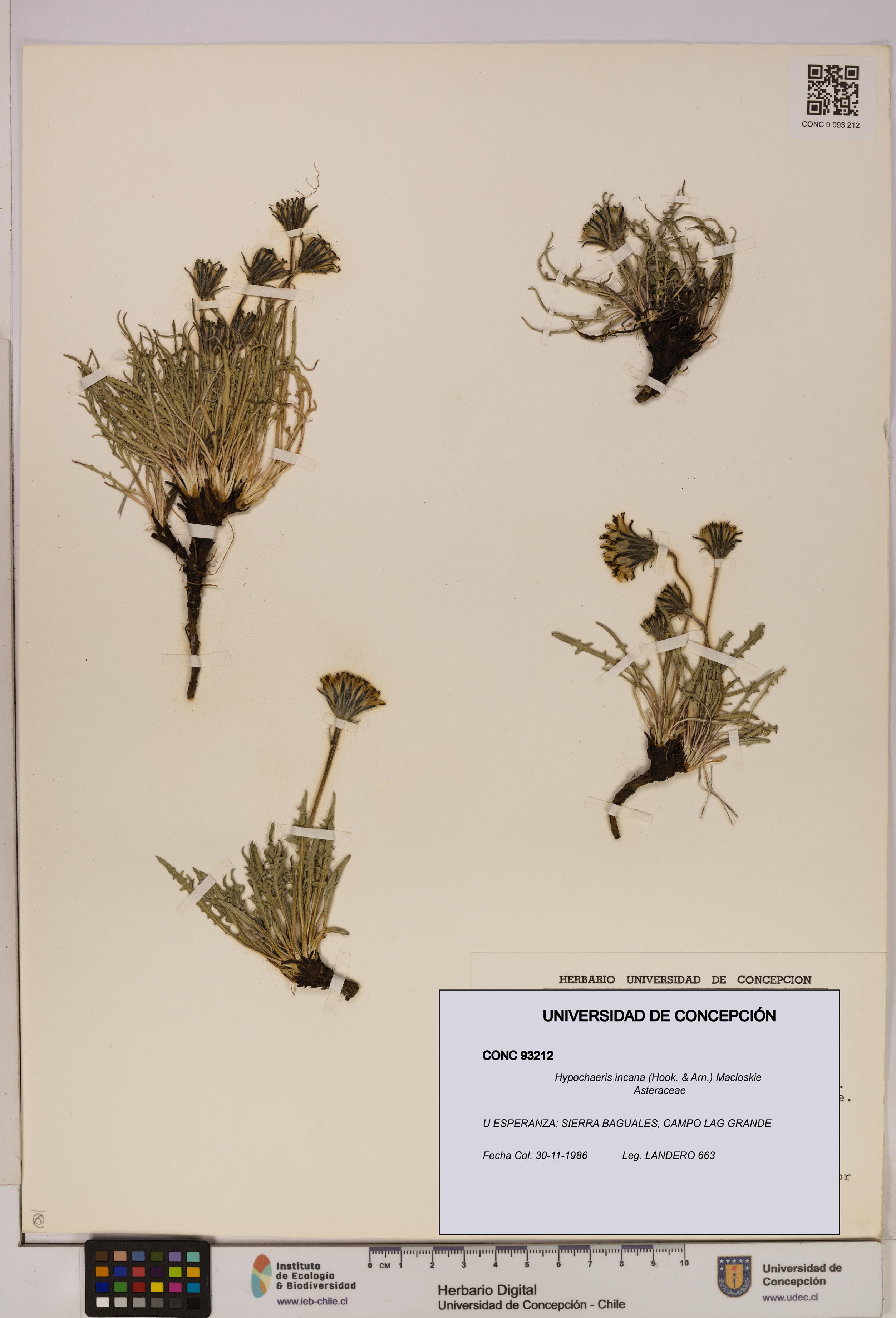 Hypochaeris incana [Espécimen: UDEC:CONC:0093212]