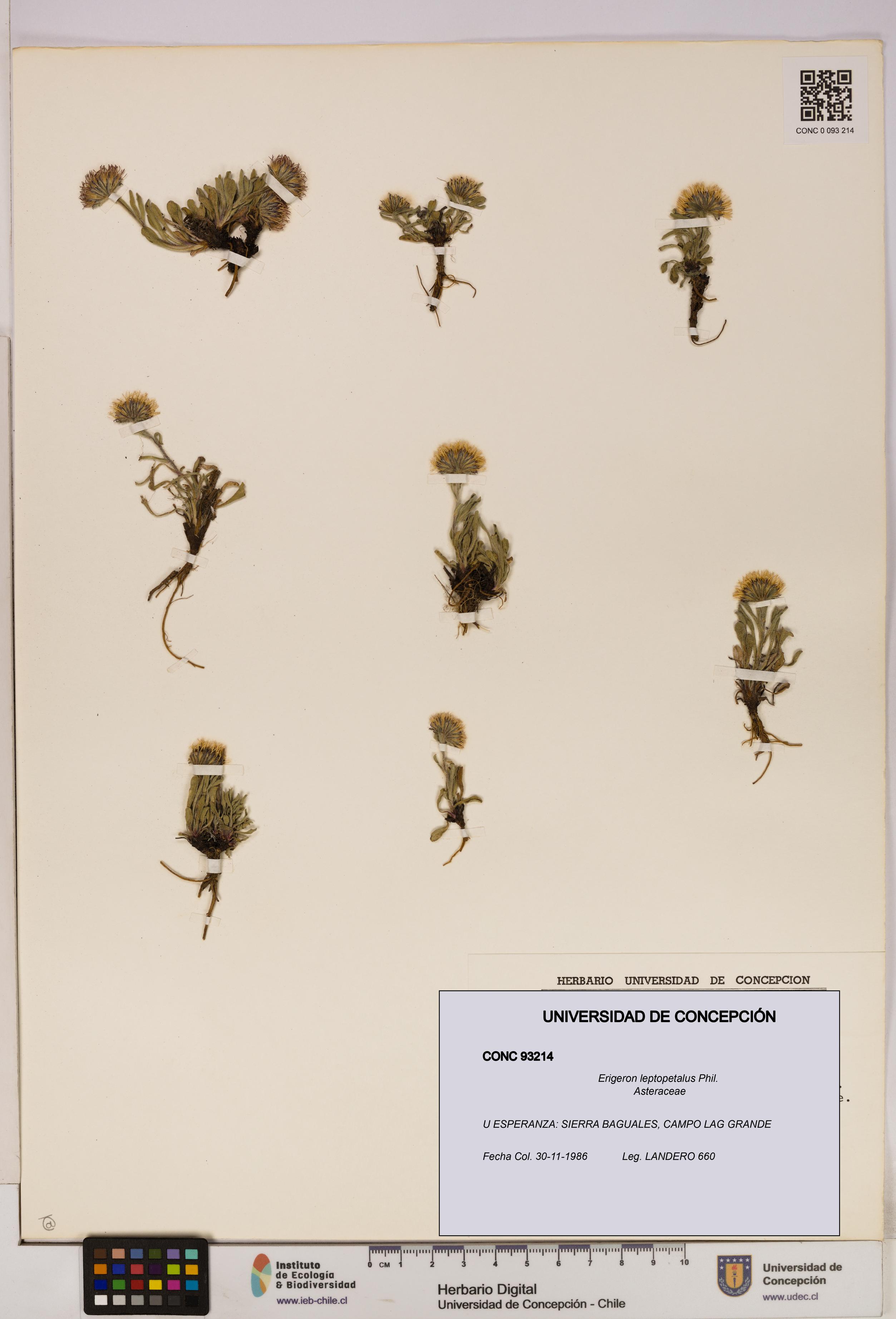 Erigeron leptopetalus [Espécimen: UDEC:CONC:0093214]