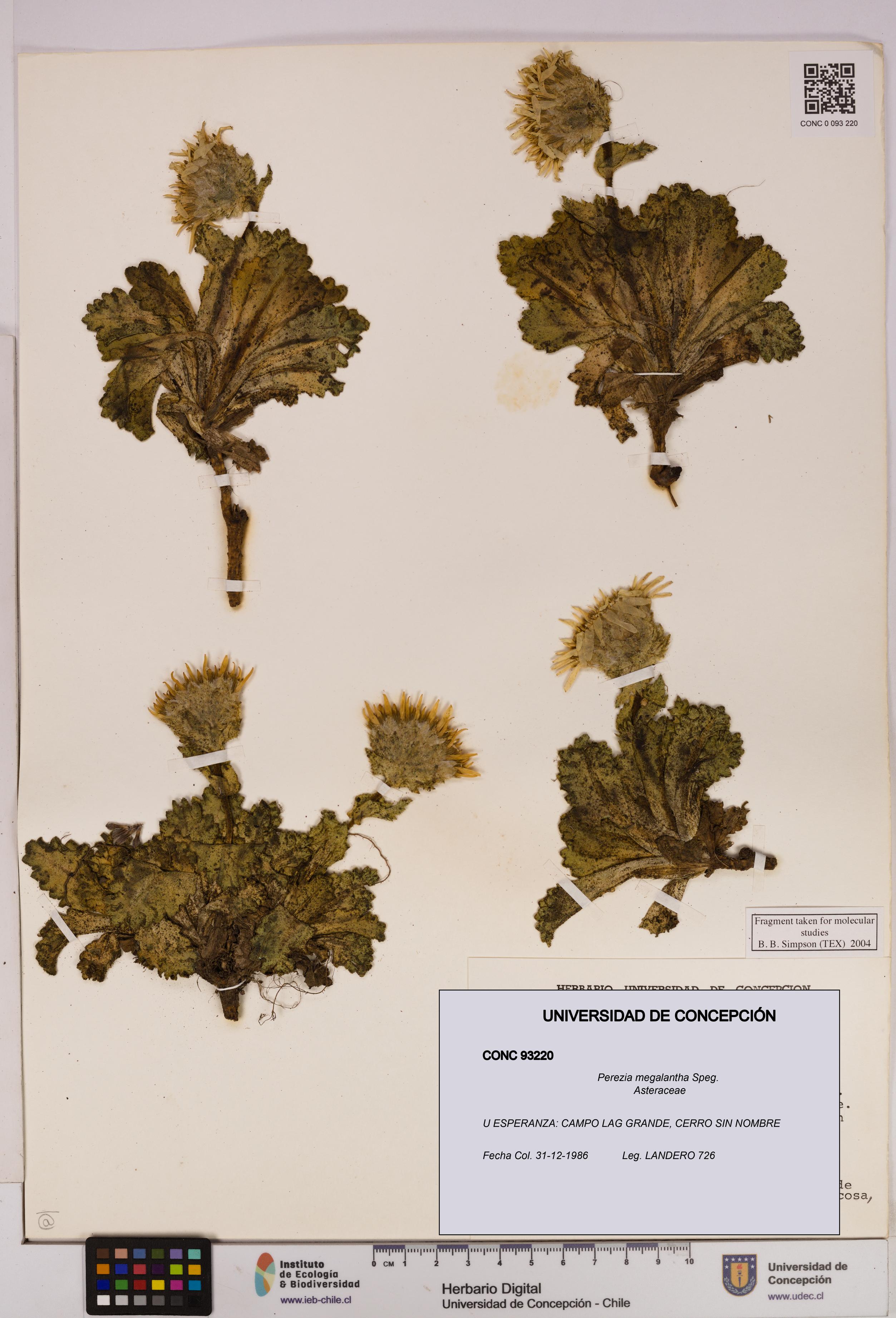 Perezia megalantha [Espécimen: UDEC:CONC:0093220]