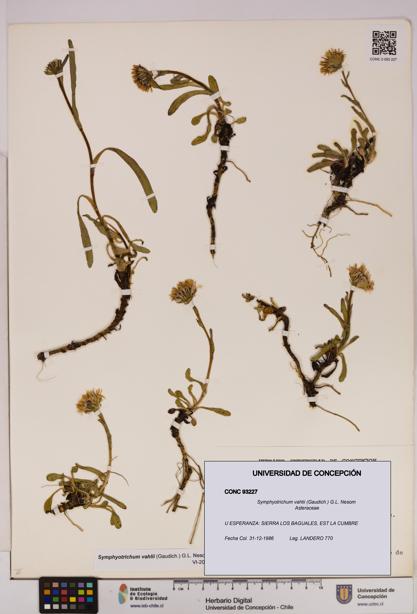 Symphyotrichum vahlii [Espécimen: UDEC:CONC:0093227]