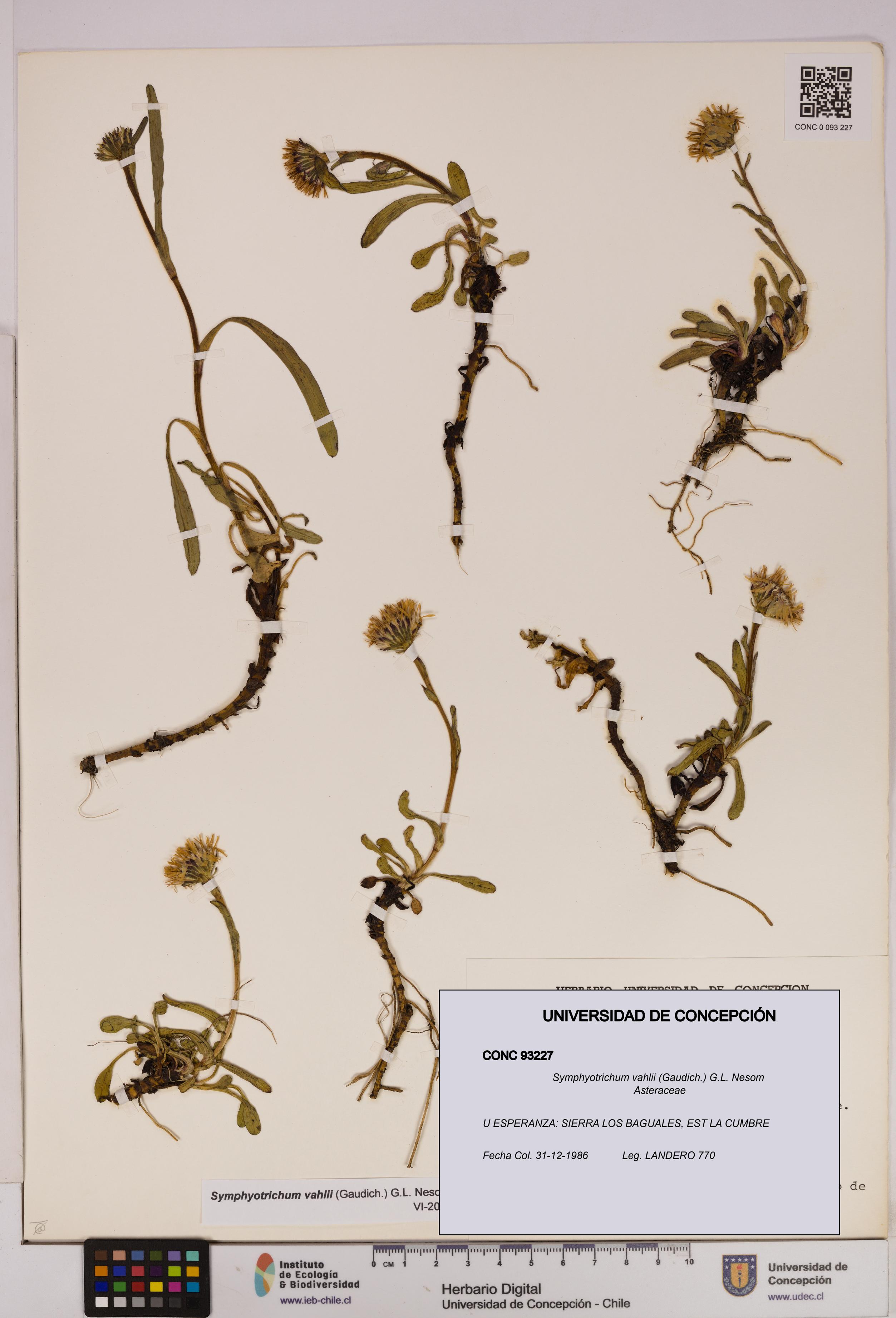 Symphyotrichum vahlii [Espécimen: UDEC:CONC:0093227]