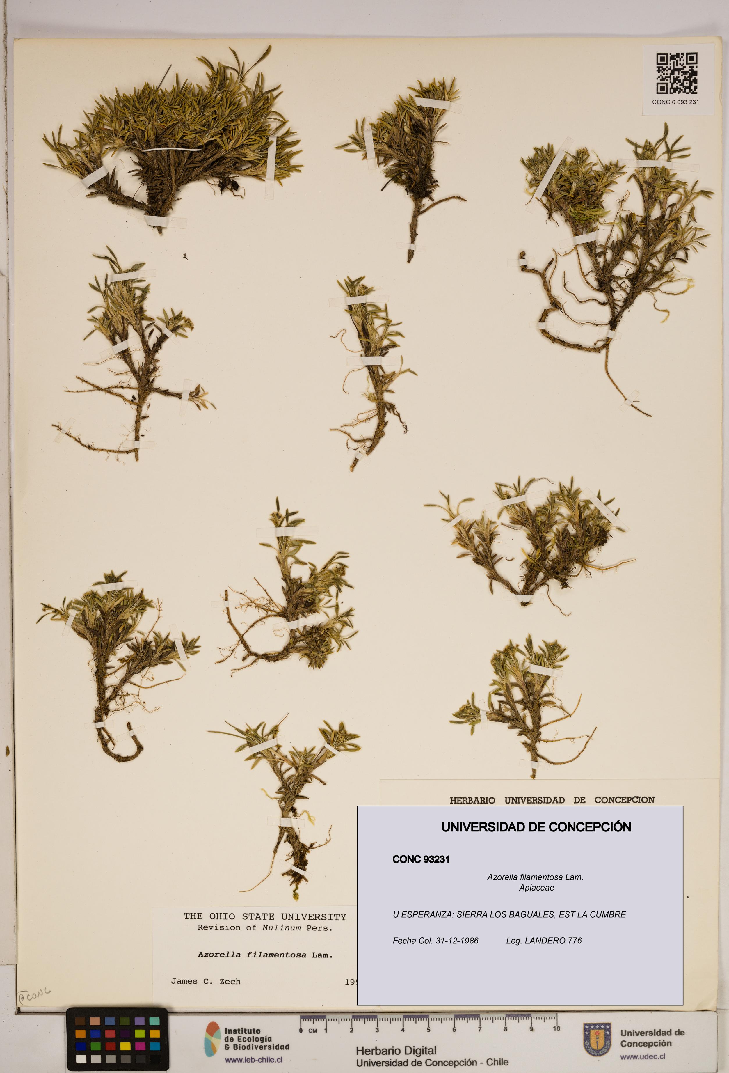 Azorella filamentosa [Espécimen: ]