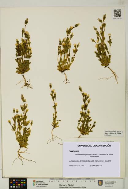 Gentianella magellanica [Espécimen: UDEC:CONC:0093233]