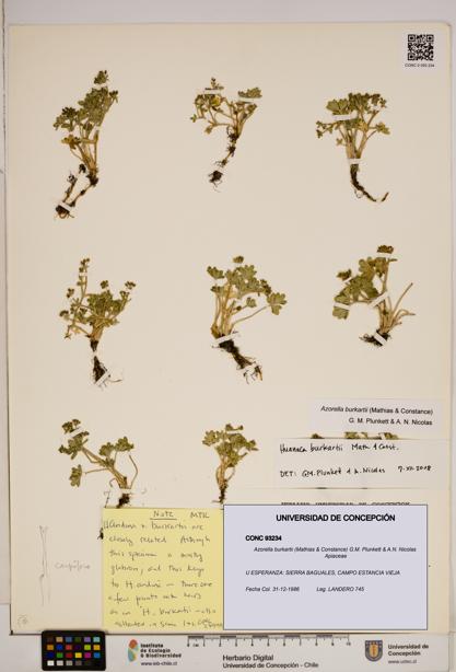 Azorella burkartii [Espécimen: ]