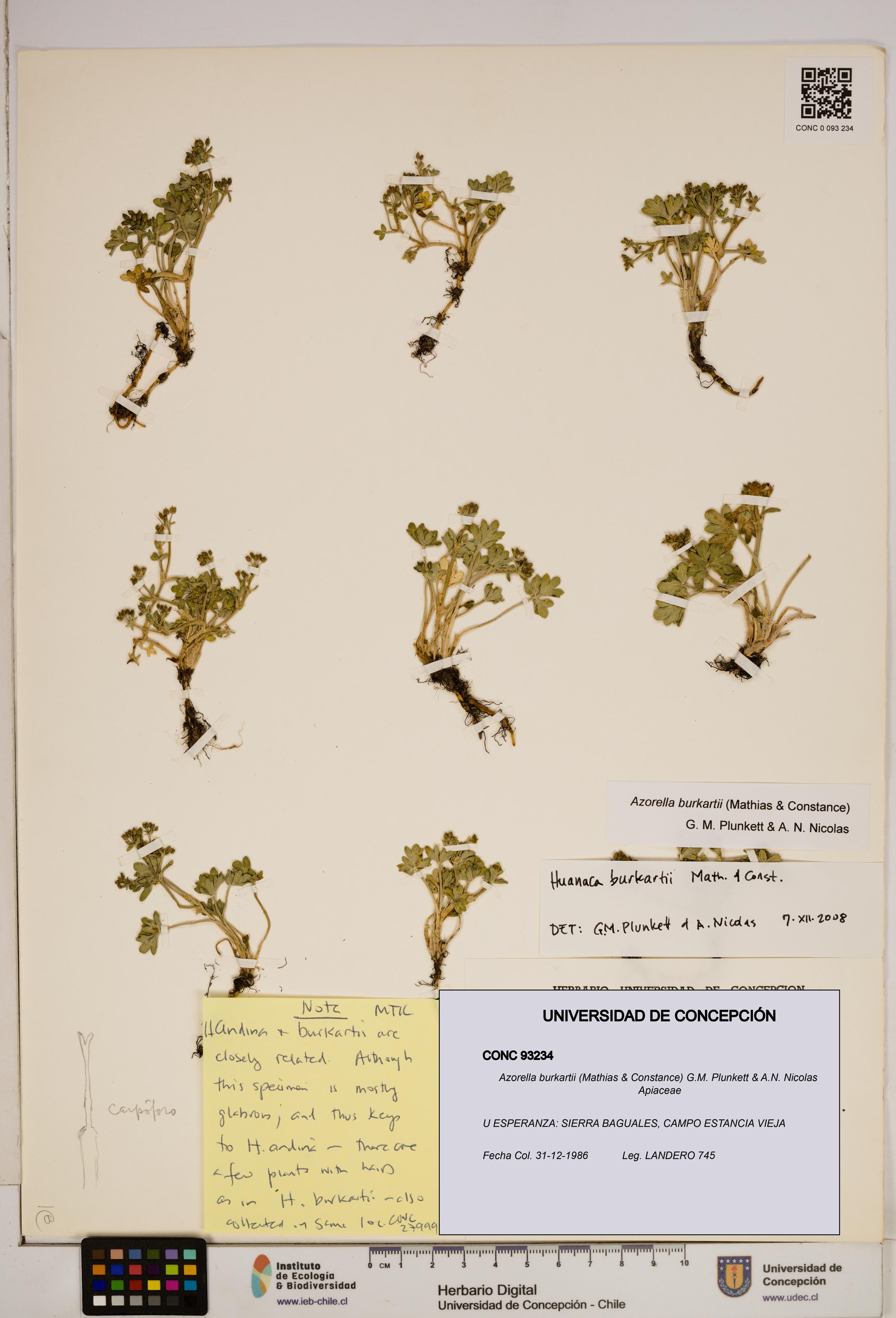 Azorella burkartii [Espécimen: ]