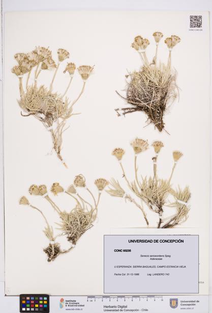 Senecio sericeonitens [Espécimen: ]