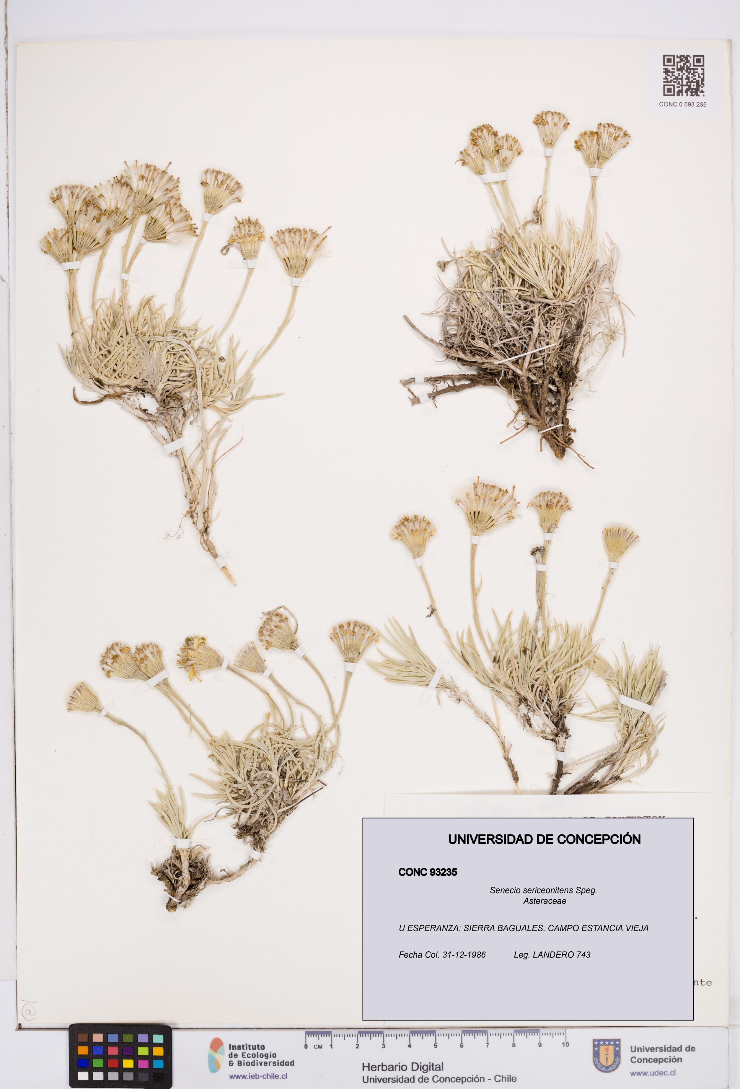 Senecio sericeonitens [Espécimen: ]