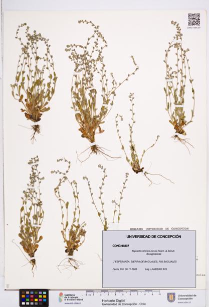 Myosotis stricta [Espécimen: ]