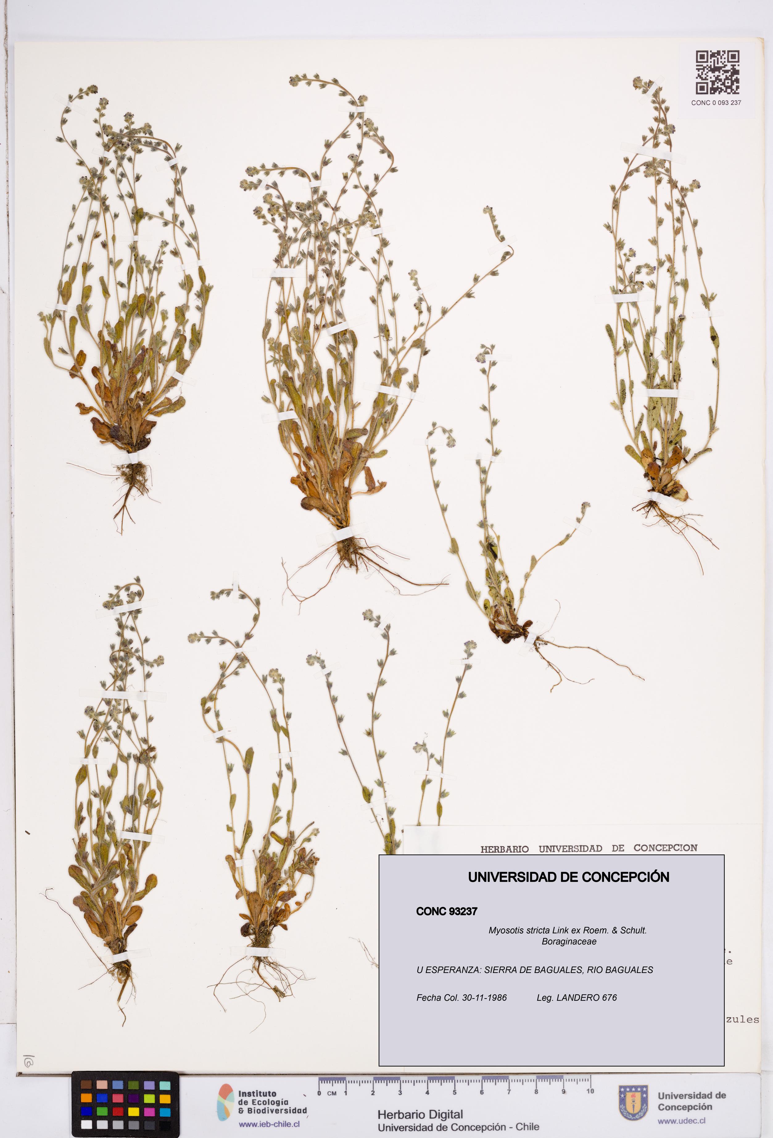 Myosotis stricta [Espécimen: ]