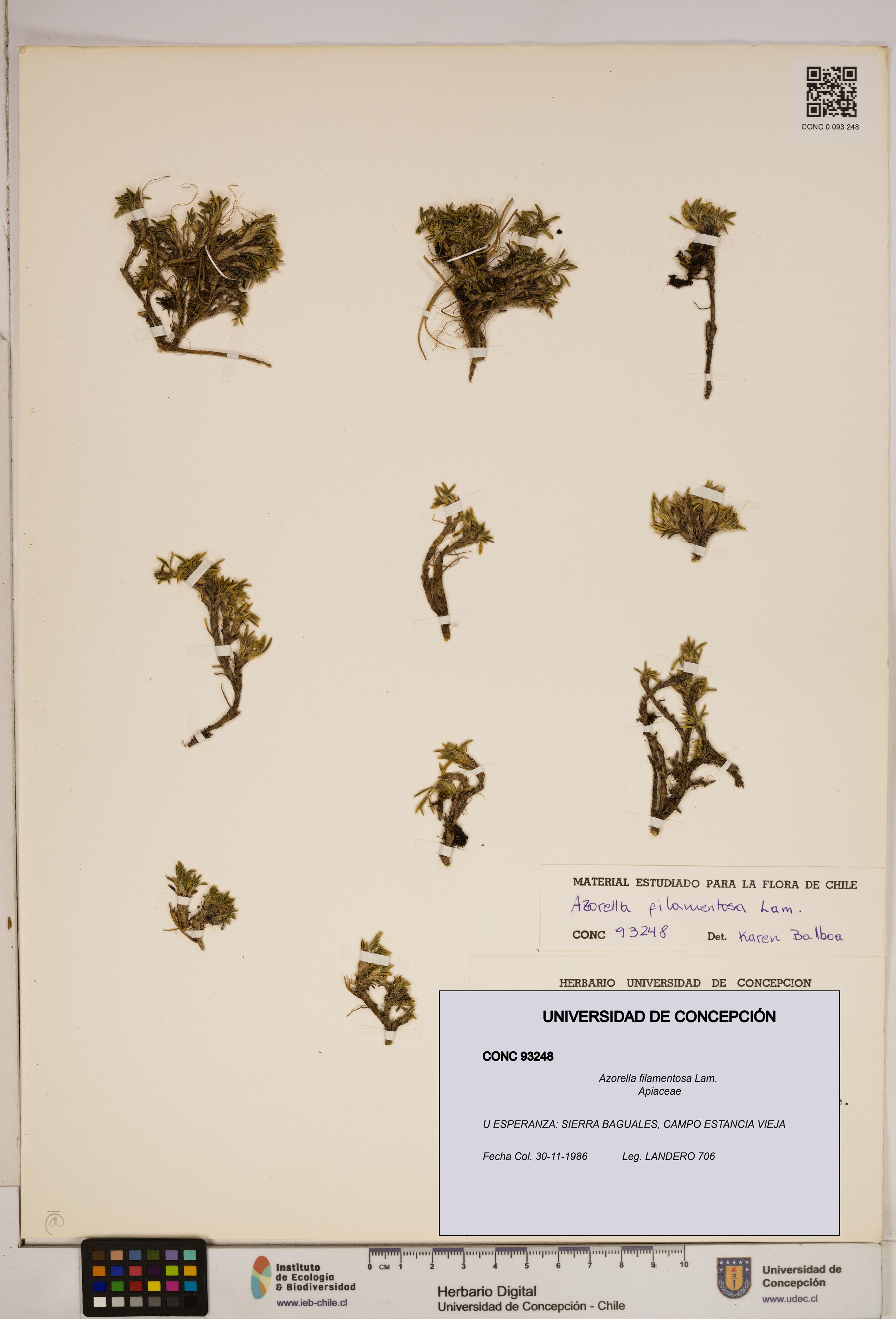 Azorella filamentosa [Espécimen: ]