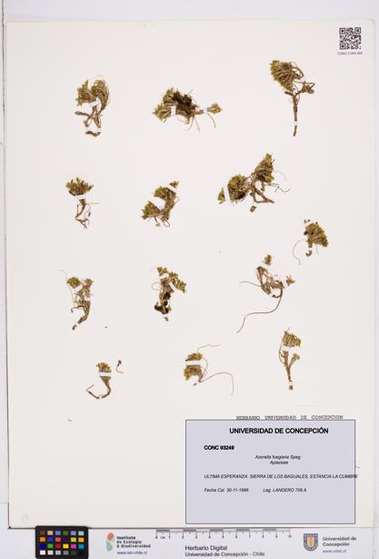 Azorella fuegiana [Espécimen: ]