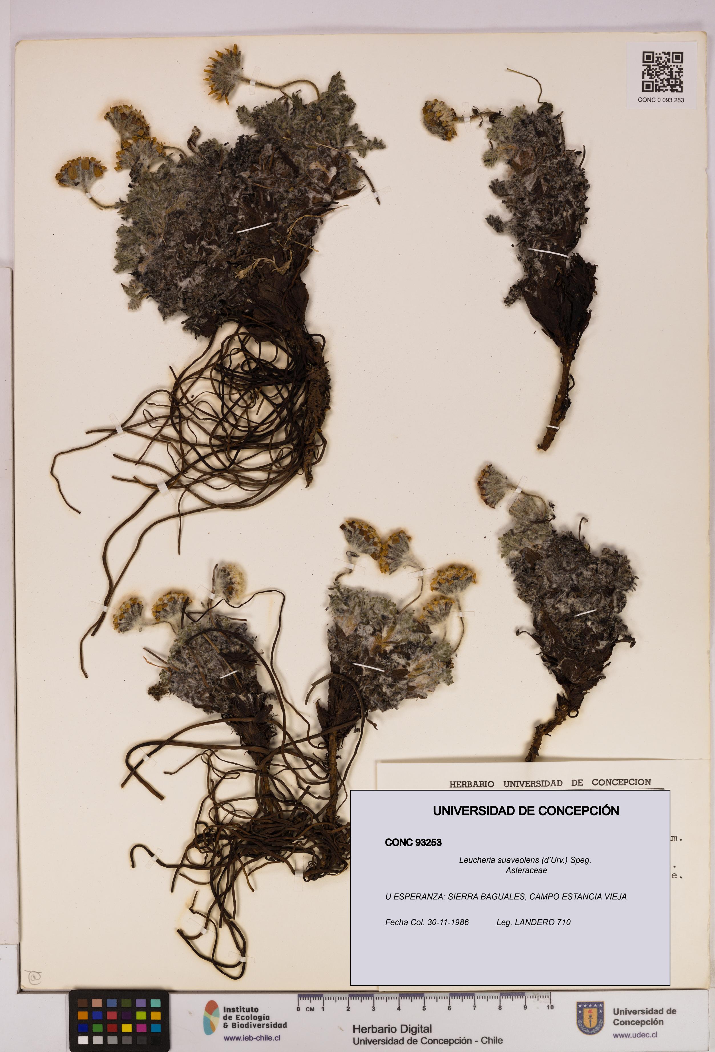 Leucheria suaveolens [Espécimen: UDEC:CONC:0093253]