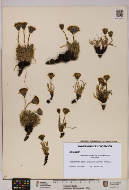 Hypochaeris incana [Espécimen: UDEC:CONC:0093257]