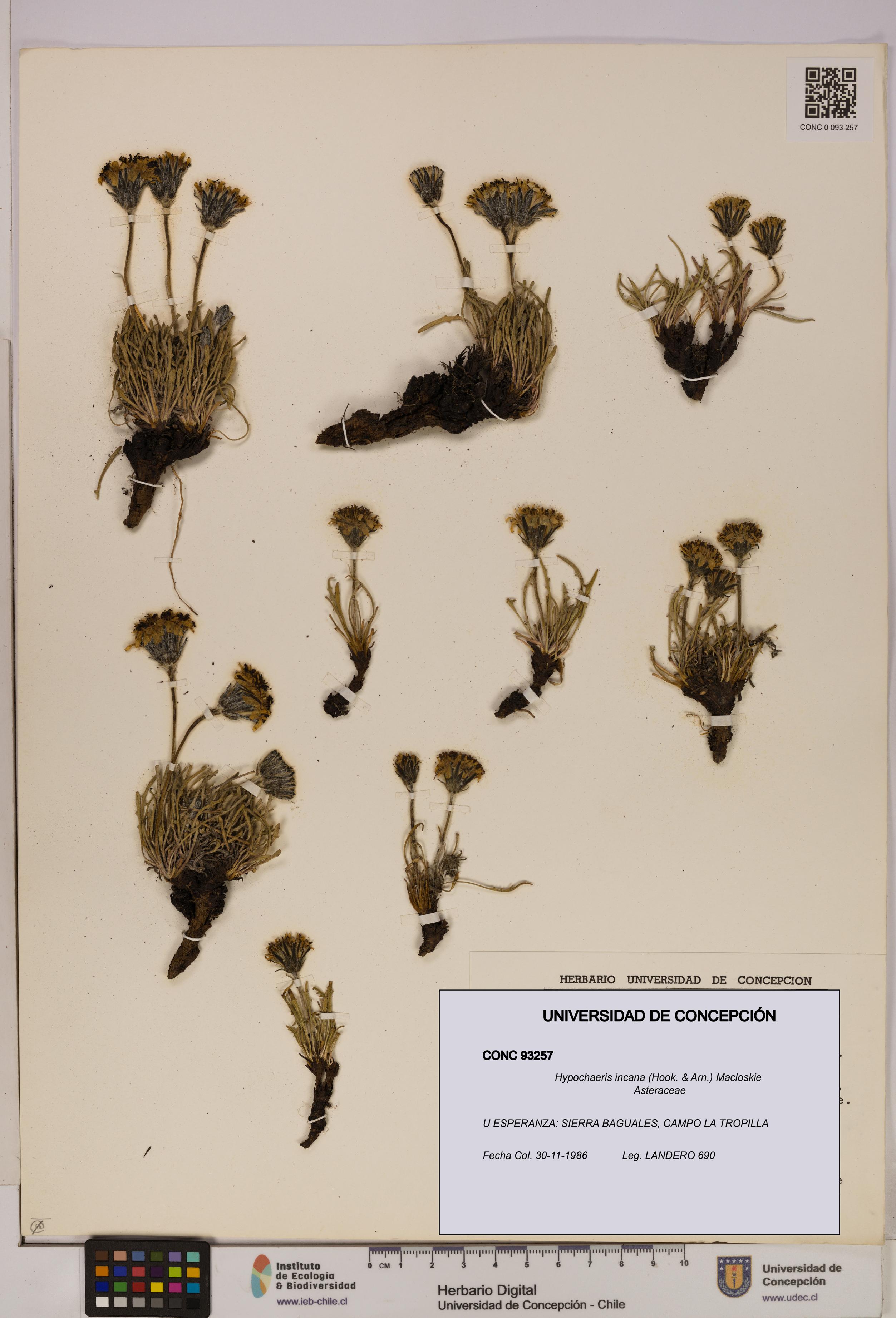 Hypochaeris incana [Espécimen: UDEC:CONC:0093257]