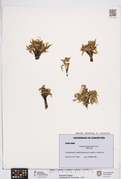 Taraxacum gilliesii [Espécimen: ]