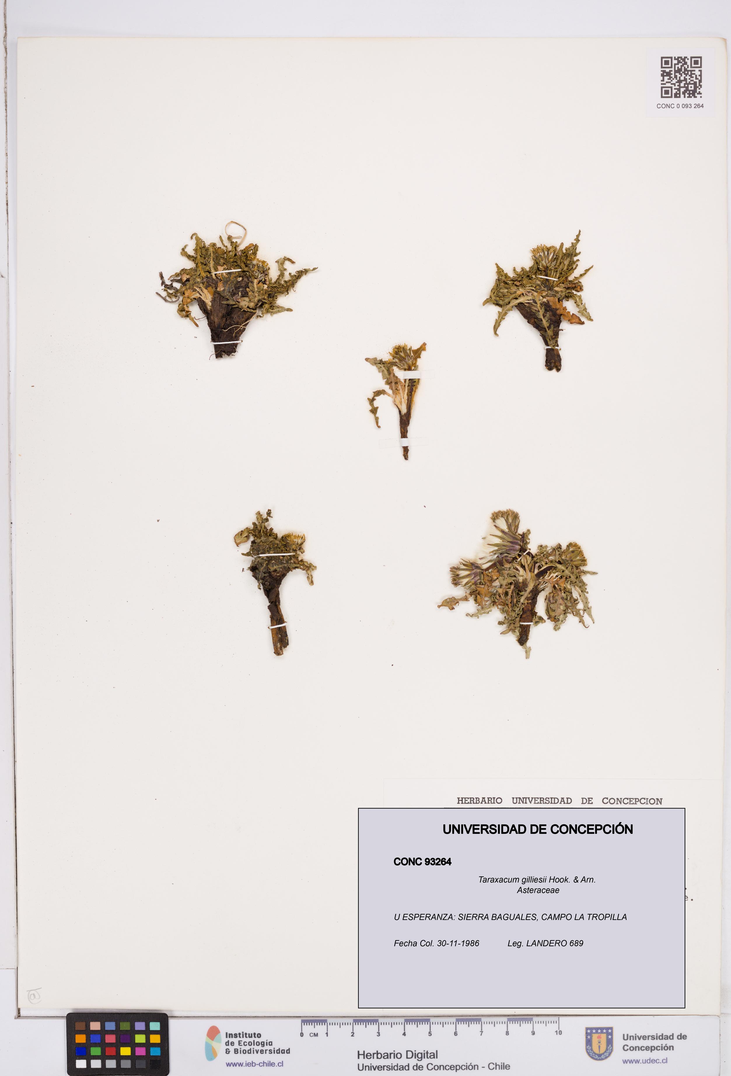 Taraxacum gilliesii [Espécimen: ]