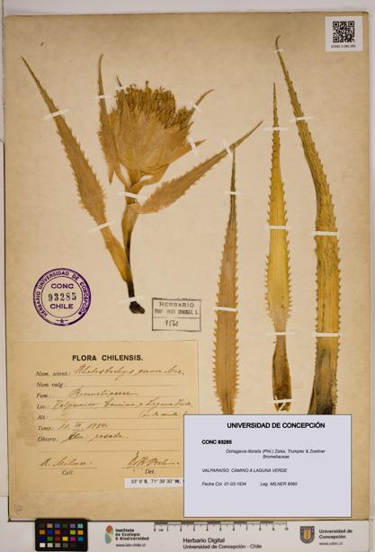 Ochagavia litoralis [Espécimen: ]
