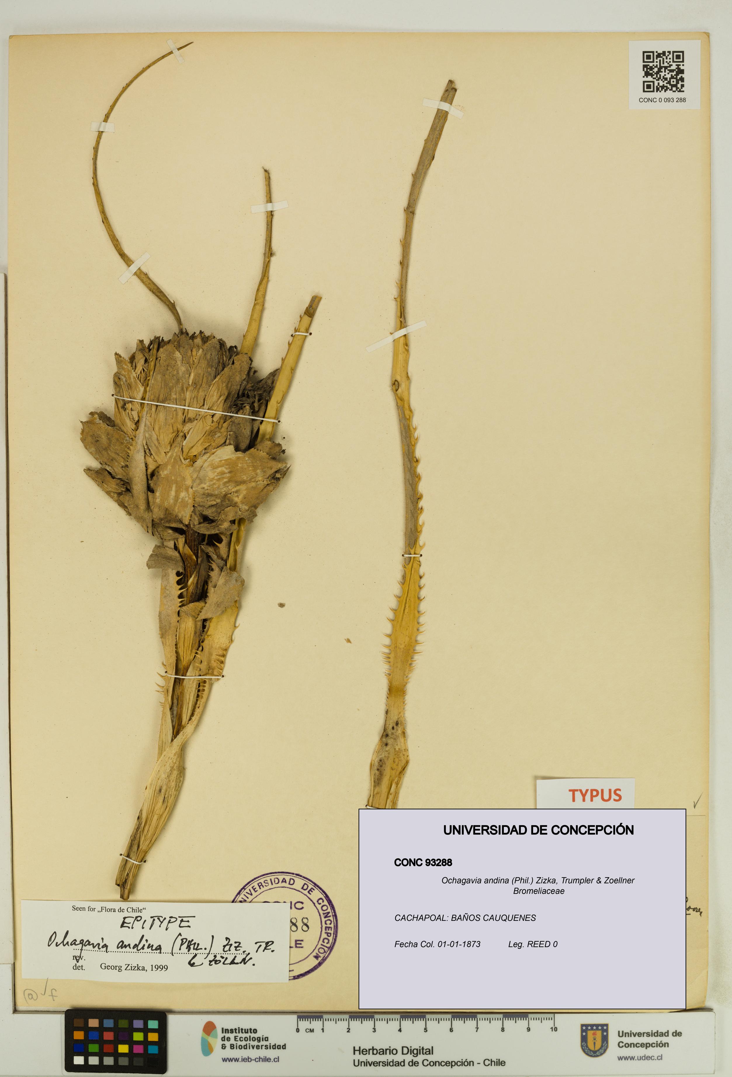 Ochagavia andina [Espécimen: UDEC:CONC:0093288]