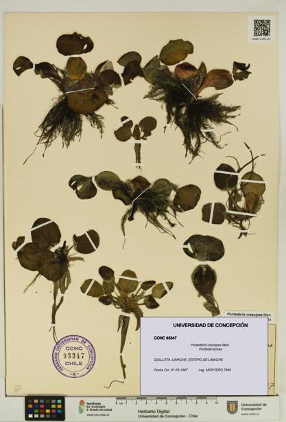 Pontederia crassipes [Espécimen: UDEC:CONC:0093347]