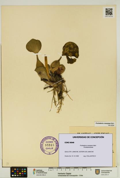 Pontederia crassipes [Espécimen: UDEC:CONC:0093348]