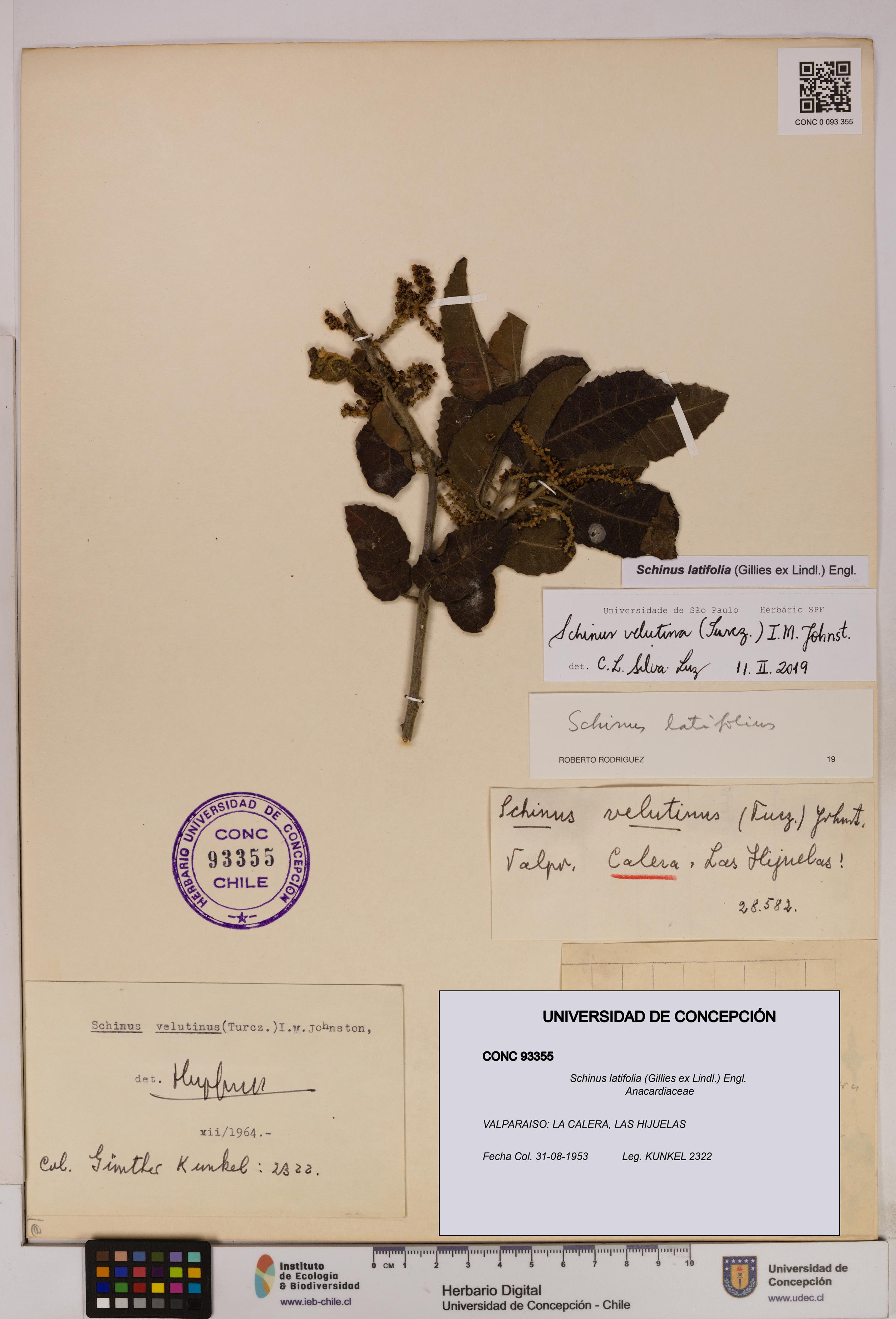 Schinus latifolia [Espécimen: UDEC:CONC:0093355]