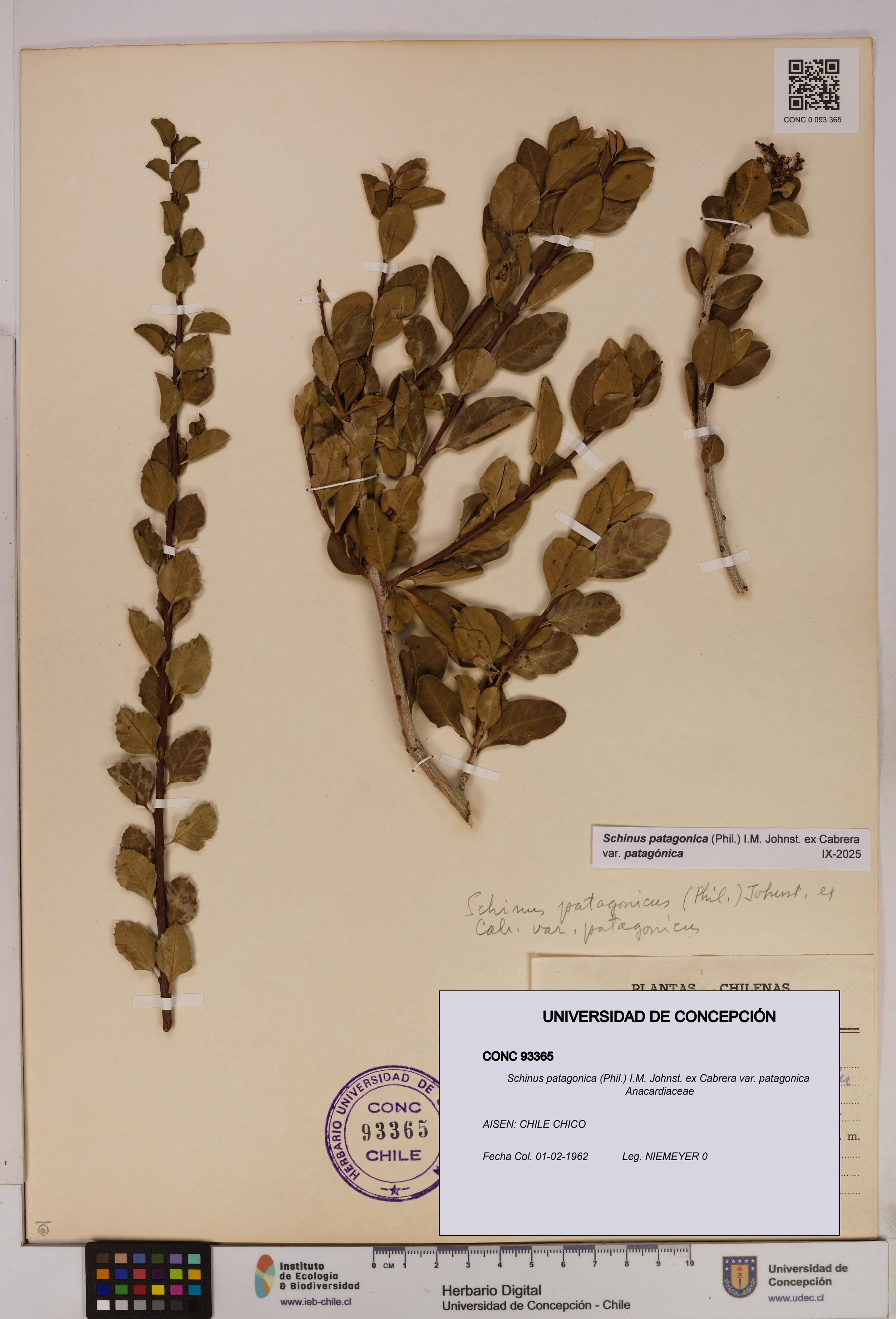 Schinus patagonica [Espécimen: UDEC:CONC:0093365]