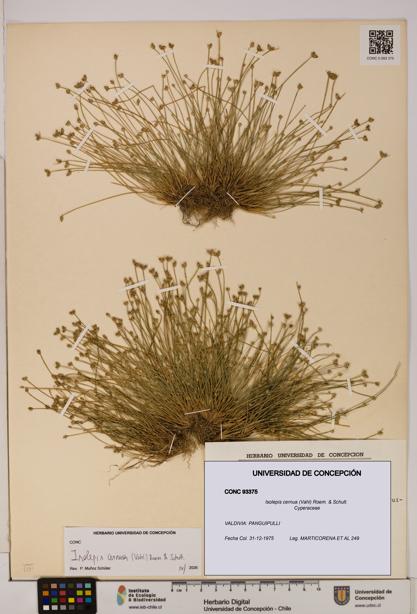 Isolepis cernua [Espécimen: ]