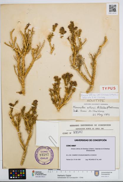 Aimara rollinsii [Espécimen: UDEC:CONC:0093507]