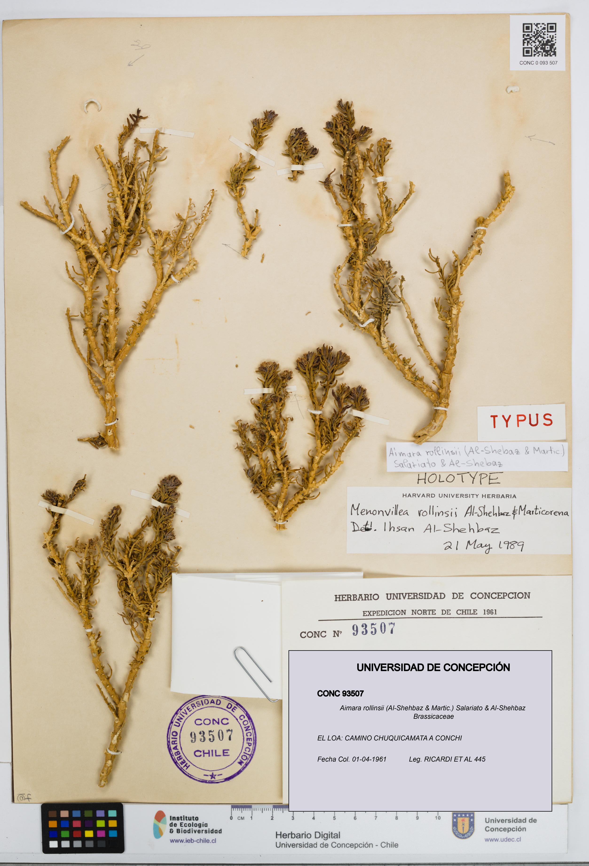 Aimara rollinsii [Espécimen: UDEC:CONC:0093507]