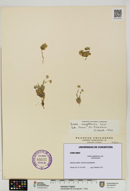 Draba magellanica [Espécimen: UDEC:CONC:0093527]