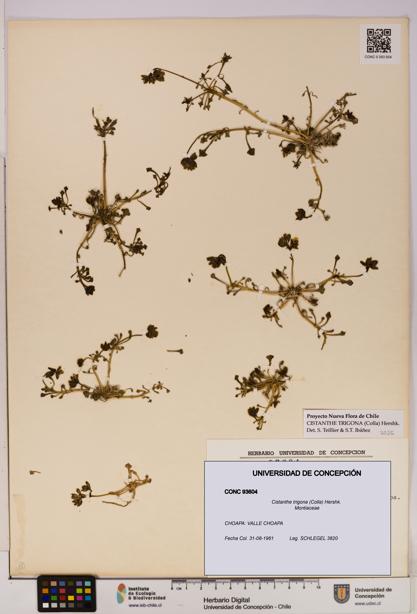 Cistanthe trigona [Espécimen: UDEC:CONC:0093604]