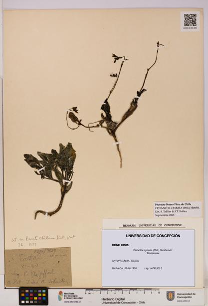 Cistanthe cymosa [Espécimen: UDEC:CONC:0093605]