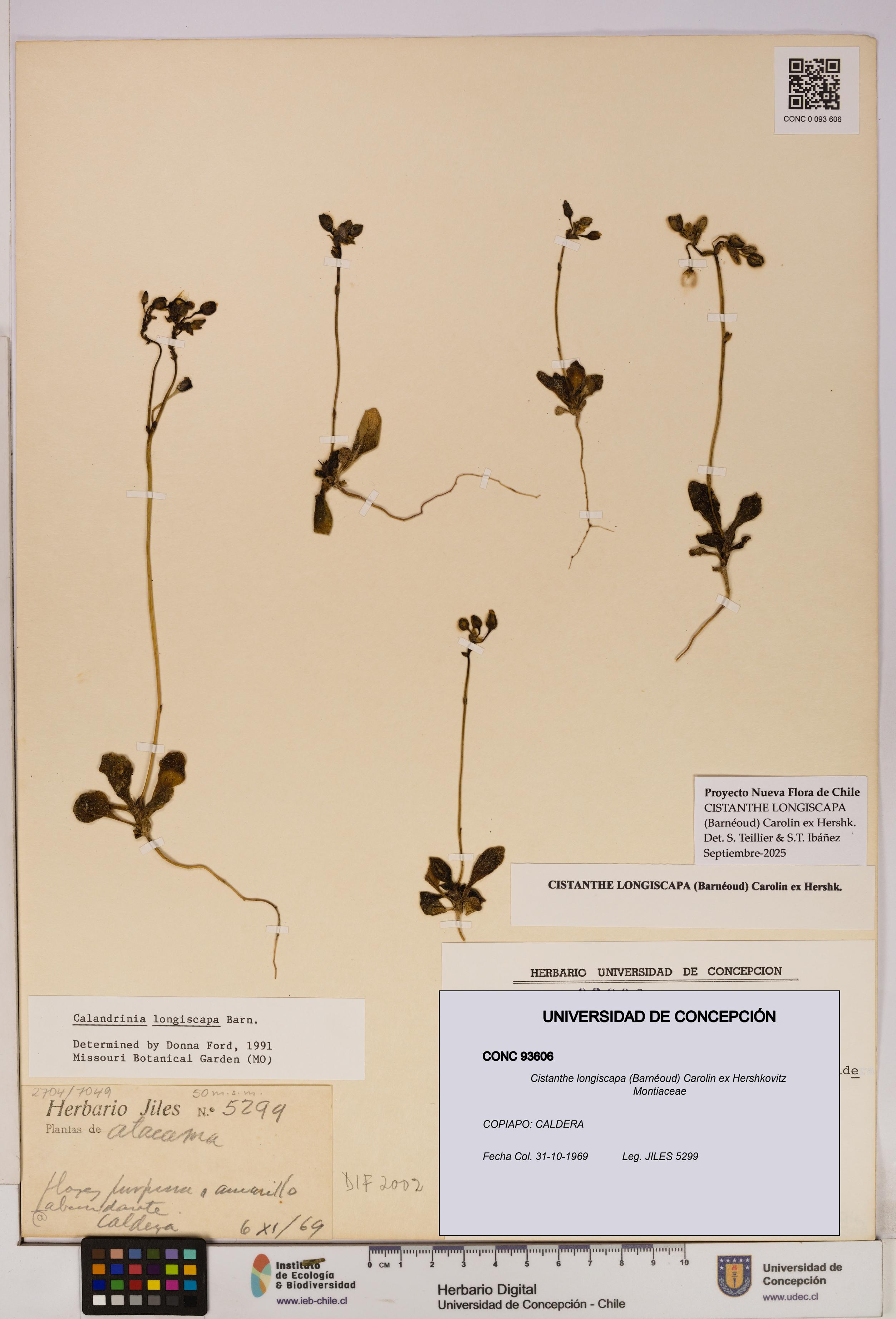 Cistanthe longiscapa [Espécimen: UDEC:CONC:0093606]
