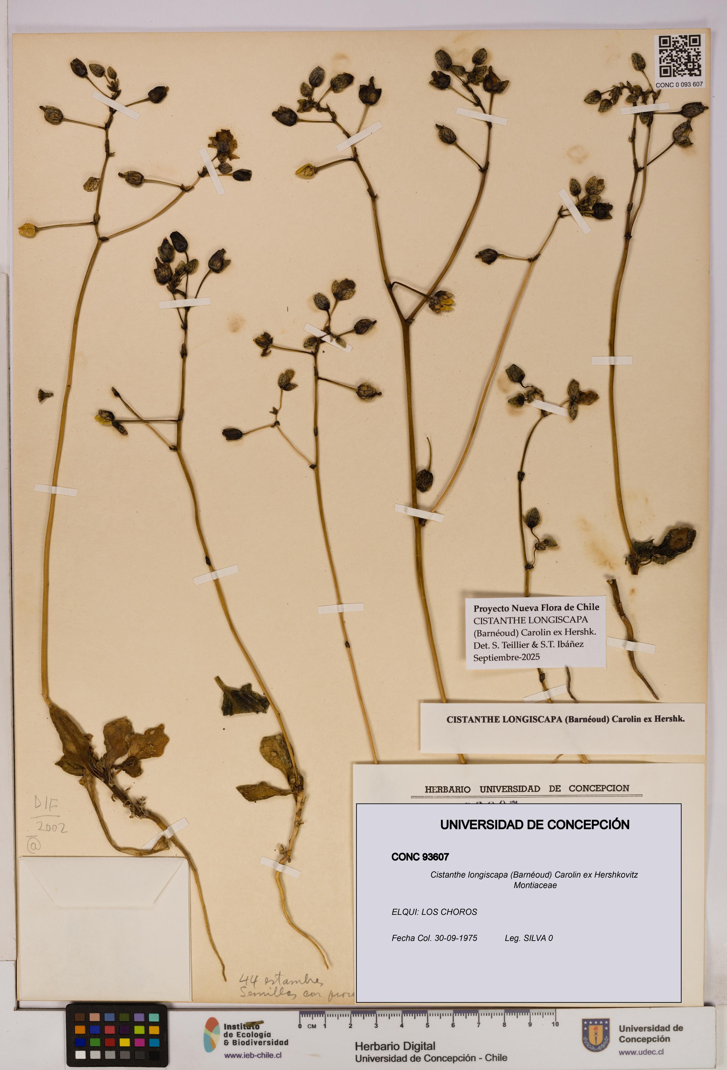 Cistanthe longiscapa [Espécimen: UDEC:CONC:0093607]