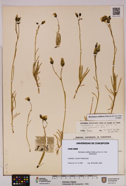 Montiopsis cistiflora [Espécimen: UDEC:CONC:0093609]