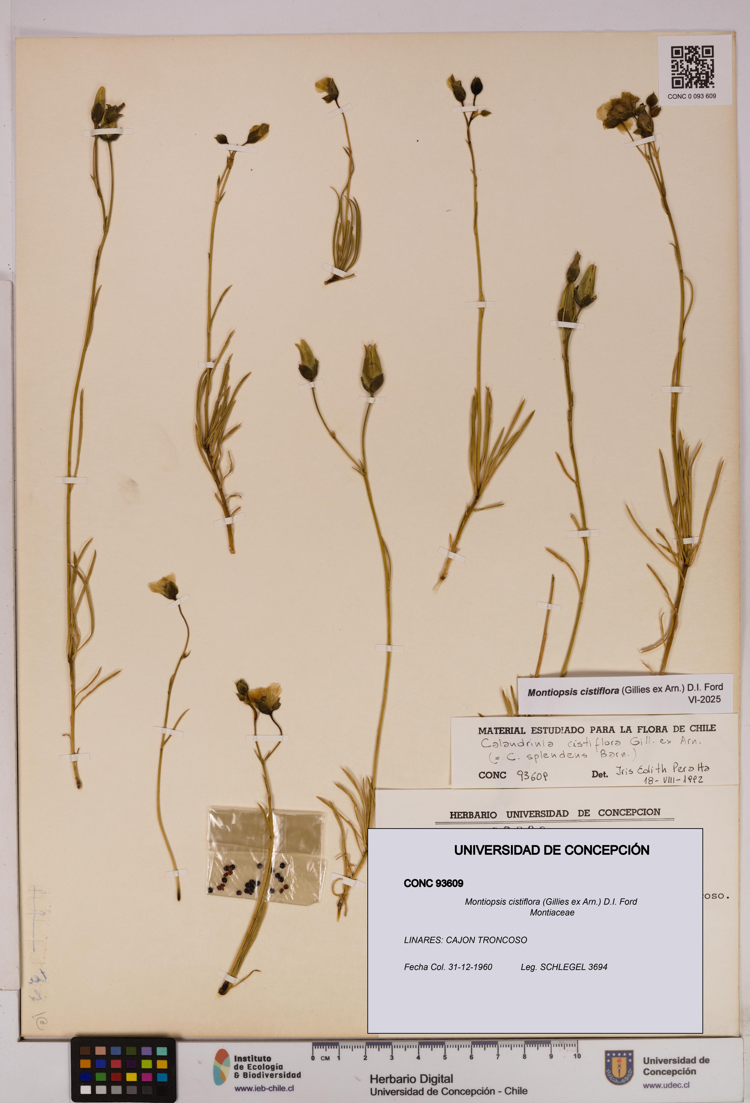 Montiopsis cistiflora [Espécimen: UDEC:CONC:0093609]