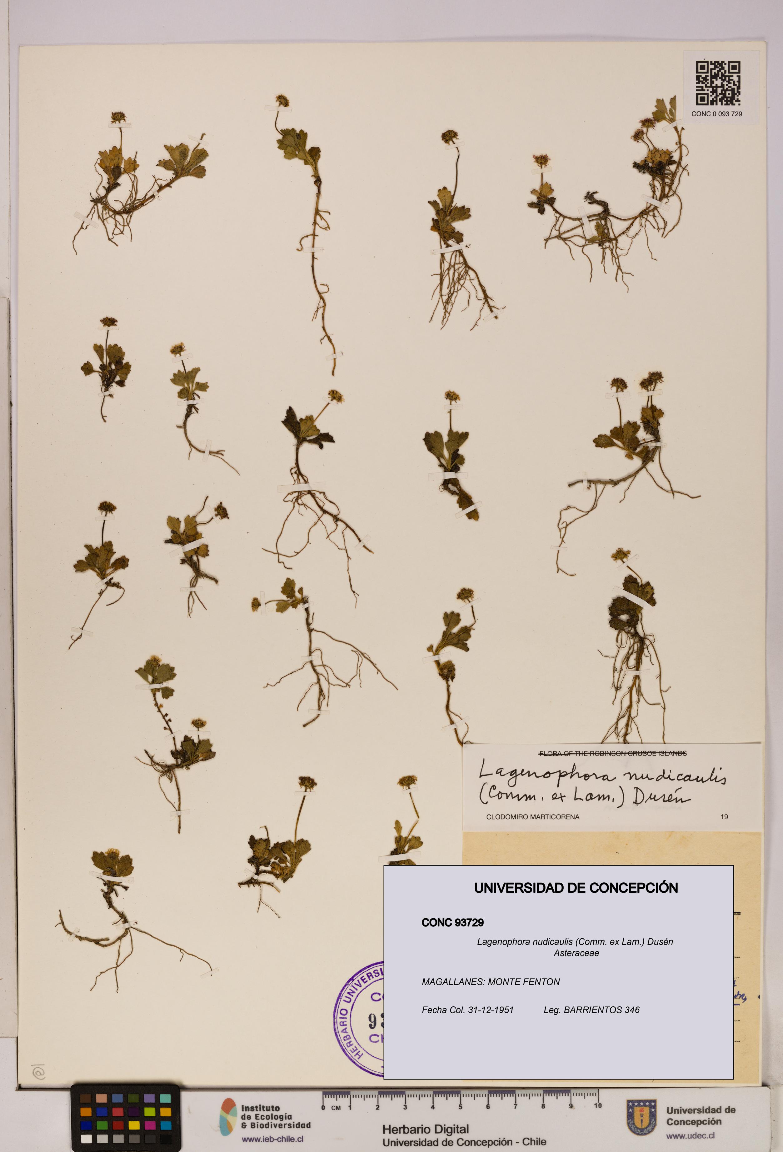 Lagenophora nudicaulis [Espécimen: ]