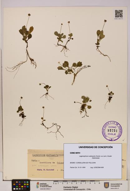 Lagenophora nudicaulis [Espécimen: ]