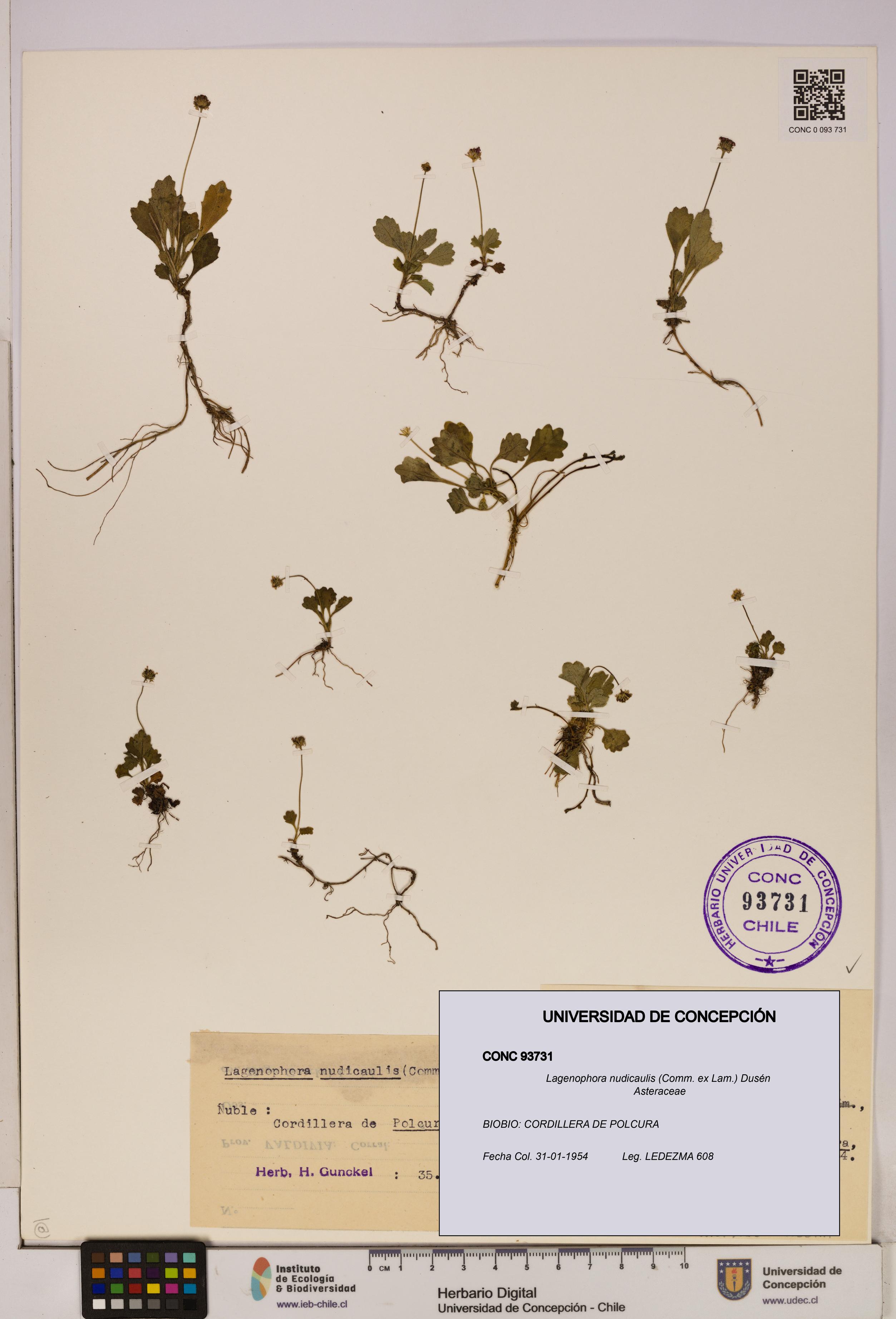 Lagenophora nudicaulis [Espécimen: ]