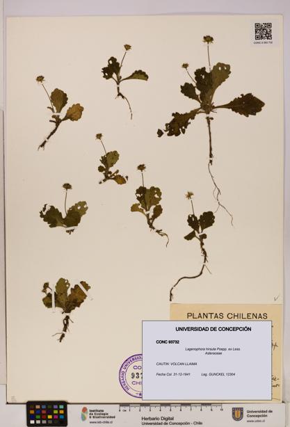 Lagenophora hirsuta [Espécimen: ]