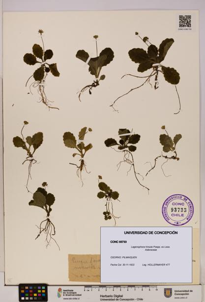 Lagenophora hirsuta [Espécimen: ]