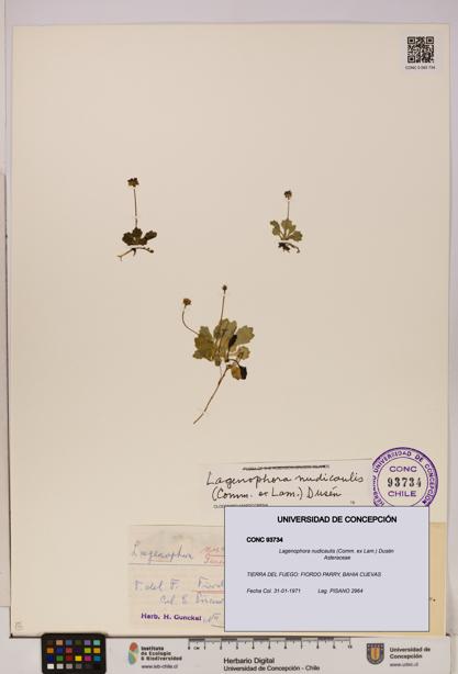 Lagenophora nudicaulis [Espécimen: ]