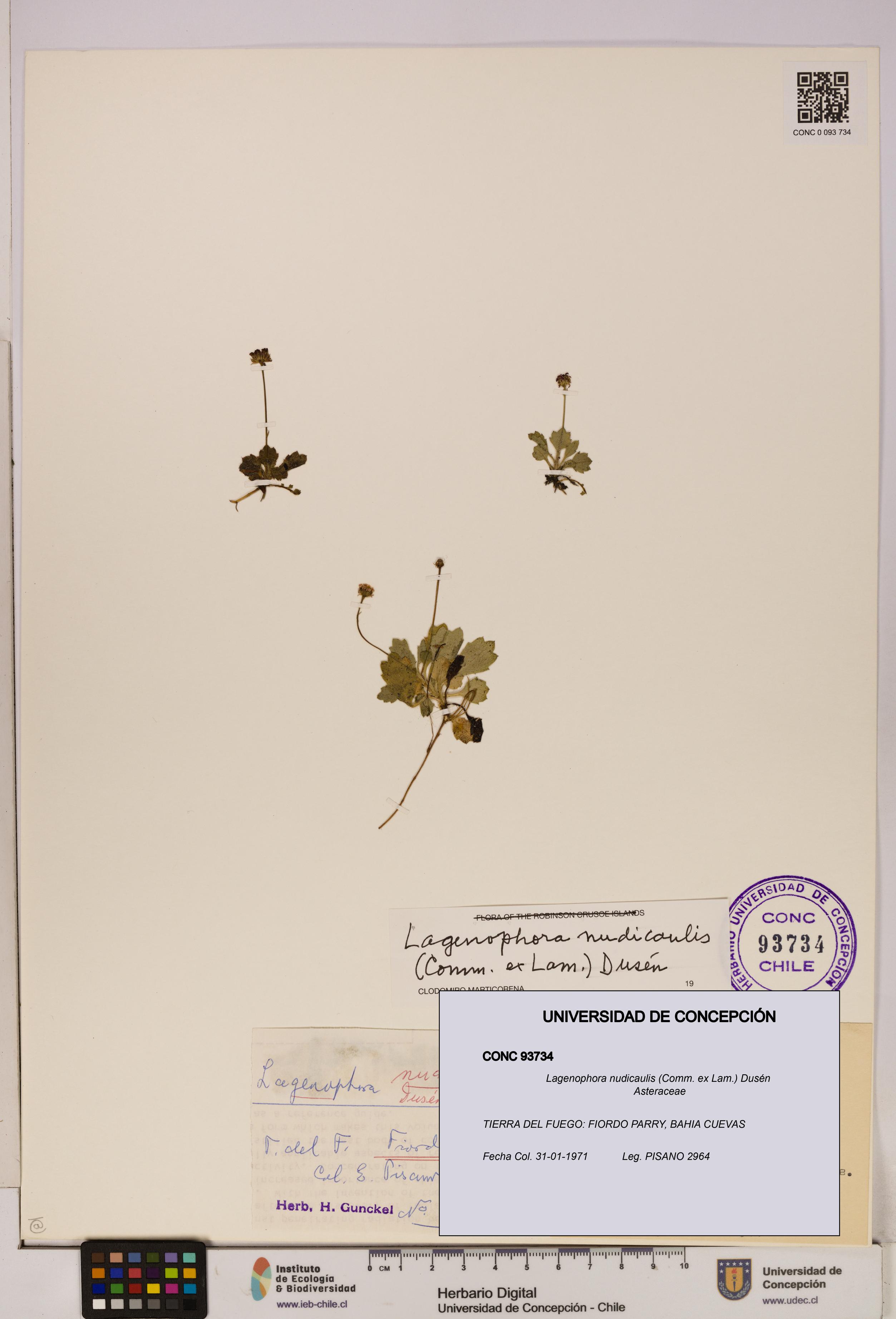 Lagenophora nudicaulis [Espécimen: ]