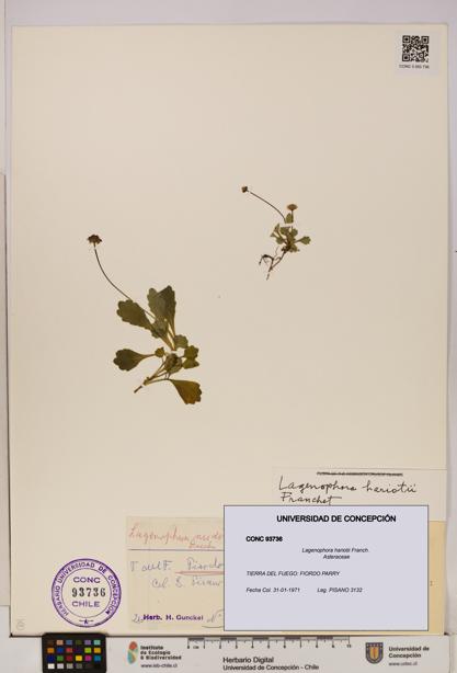 Lagenophora hariotii [Espécimen: ]