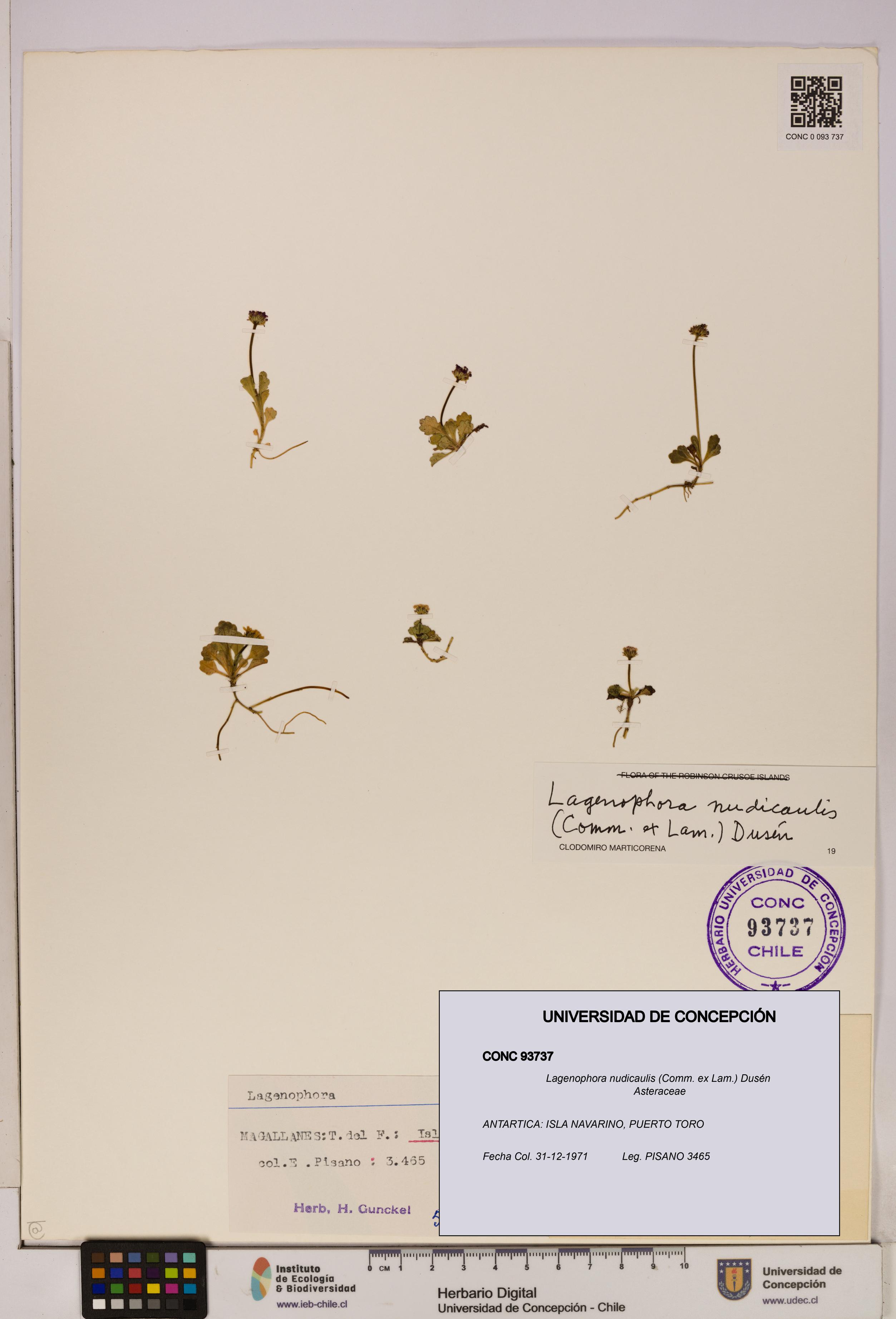 Lagenophora nudicaulis [Espécimen: ]