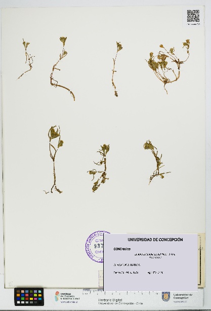 Lasthenia kunthii [Espécimen: UDEC:CONC:0093739]